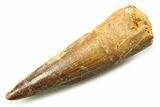 Fossil Spinosaurus Tooth - Real Dinosaur Tooth #357737-1